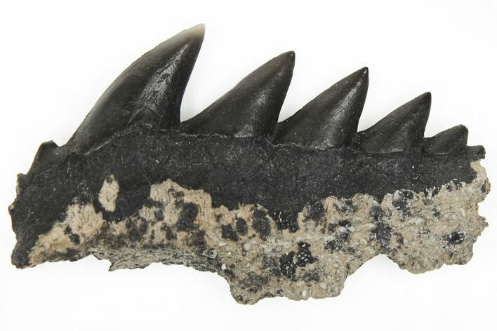 Partial, Fossil Cow Shark (Notorhynchus) Tooth - Aurora, NC #184418